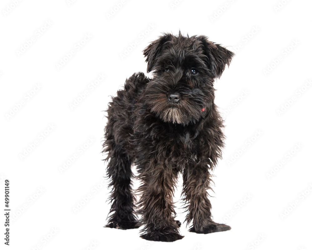 miniature schnauzer is isolated on a white background miniature schnauzer is isolated on a white background