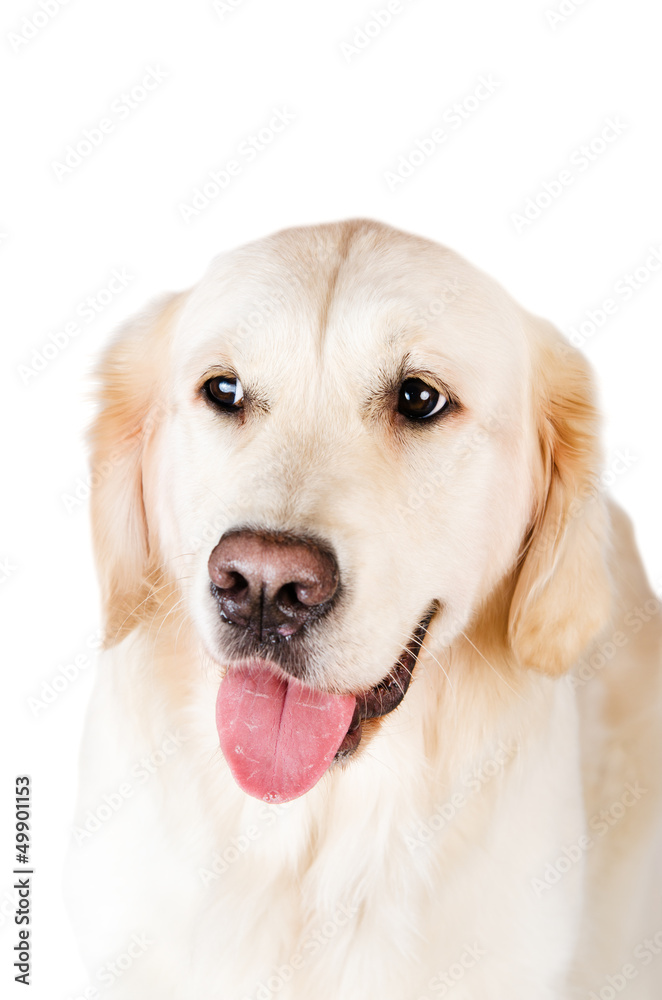 Labrador retriever,  is isolated on a white background