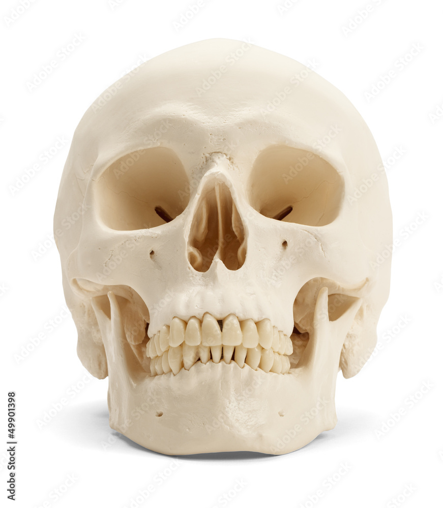 Fototapeta premium Human Skull