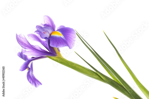 Purple iris flower  isolated on white