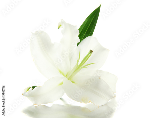 Beautiful lily  isolated on white