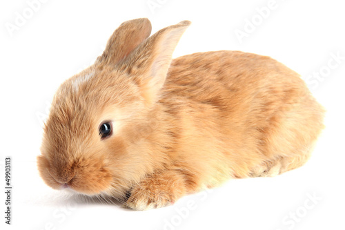 Fluffy foxy rabbit isolated on white