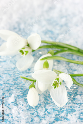 Bouquet of snowdrop flowers  on snow background