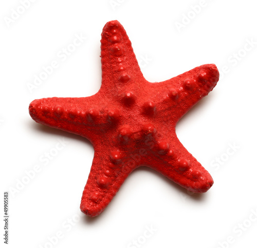 Sea star on white background