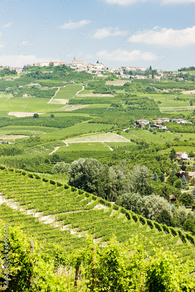 vineyars, Piedmont, Italy