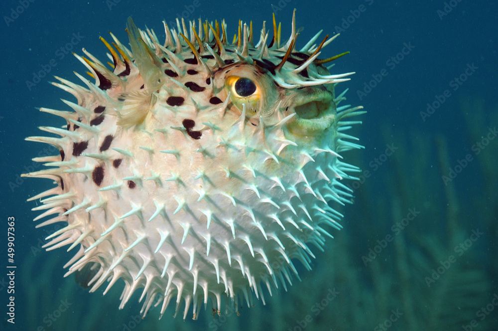 Naklejka premium Blowfish or diodon holocanthus underwater in ocean