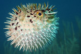Blowfish or diodon holocanthus underwater in ocean