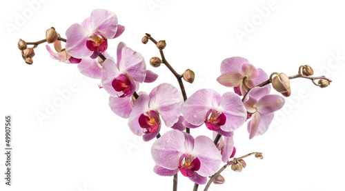 Fototapeta Naklejka Na Ścianę i Meble -  Orchid flowers isolated on white background