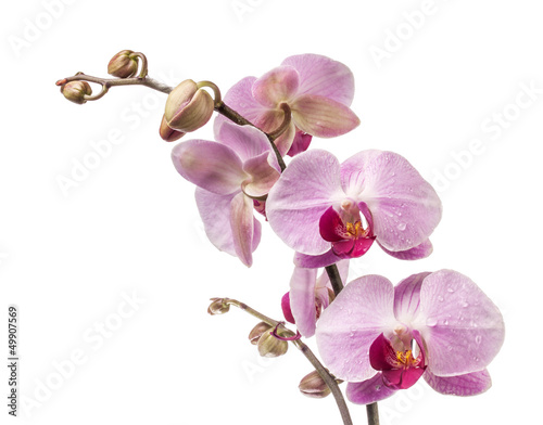Fototapeta Naklejka Na Ścianę i Meble -  Orchid flowers isolated on white background
