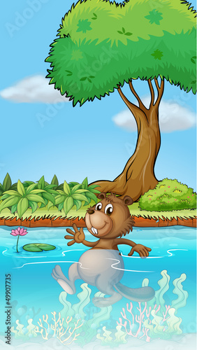A swimming beaver