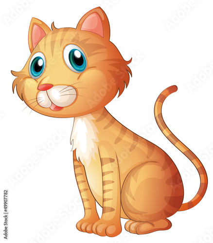 The blue-eyed cat