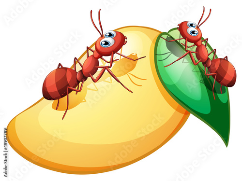 A sweet ripe mango with two ants