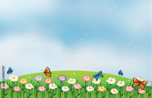 Butterflies in the garden at the top of the hills