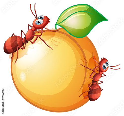 A fruit with two ants