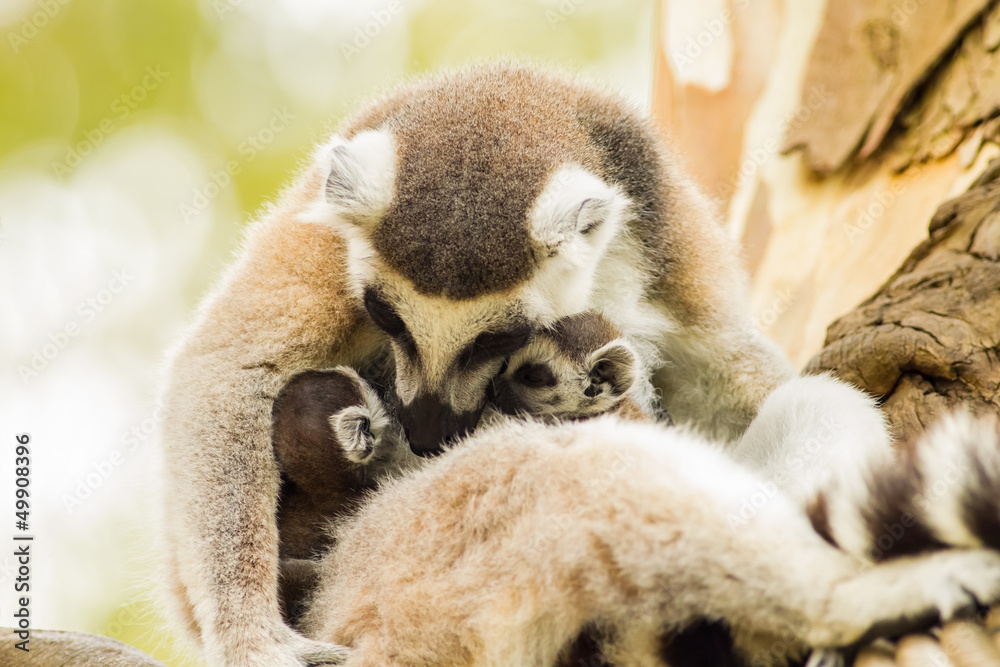 Obraz premium The sweet of Lemur mum and her couple child on the tree