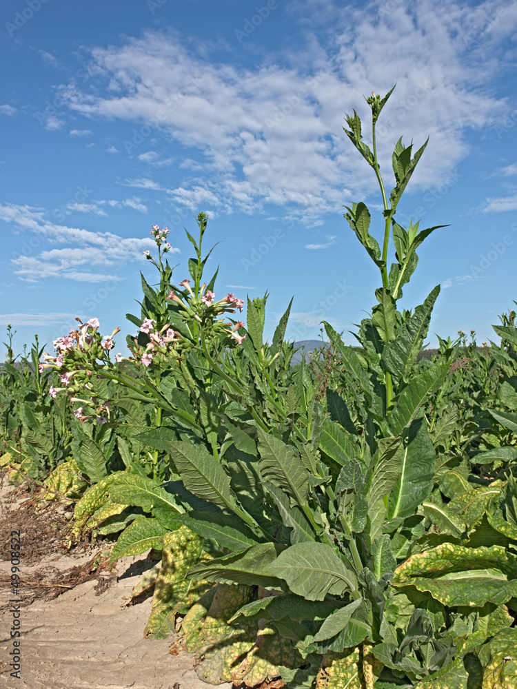 Obraz premium tobacco plants