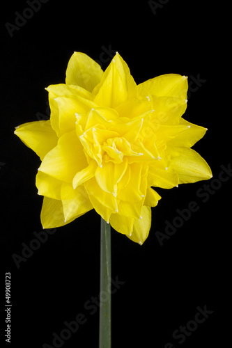 Fototapeta Naklejka Na Ścianę i Meble -  Single yellow double daffodil on black background