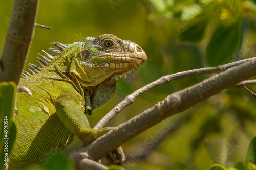 Lesser Antillean Iguana