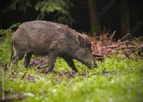 Wild boar in spring forest