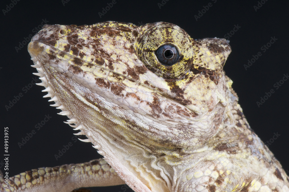 Fototapeta premium False Chameleon Anole / Anolis porcus