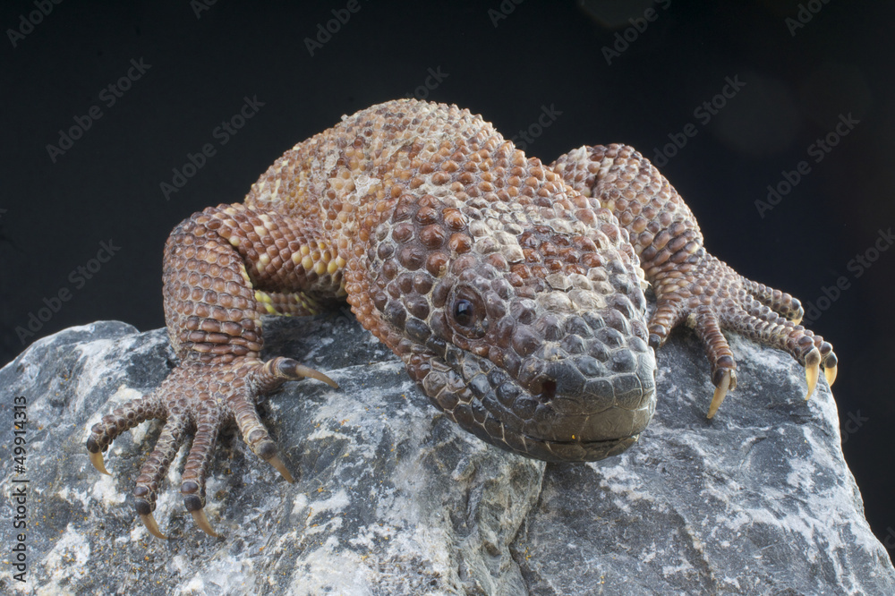 Obraz premium Venomous Beaded lizard / Heloderma horridum