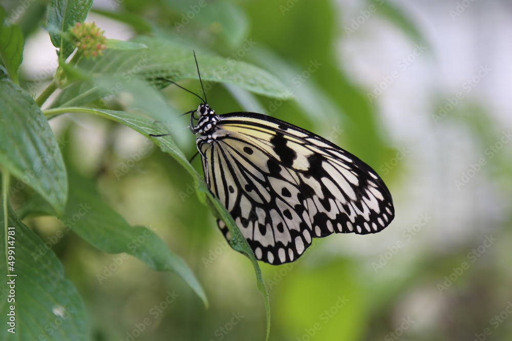 Obraz premium Schmetterling - weiße Baumnymphe