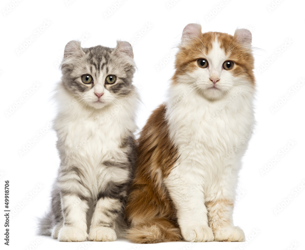 Two American Curl kittens, 3 months old, sitting