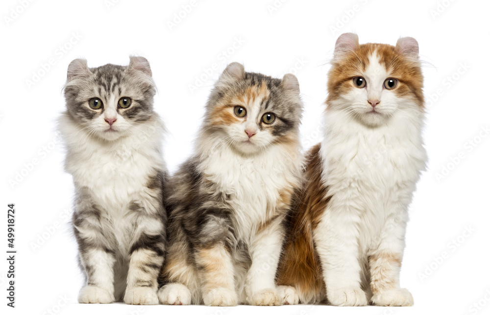 Three American Curl kittens, 3 months old, sitting
