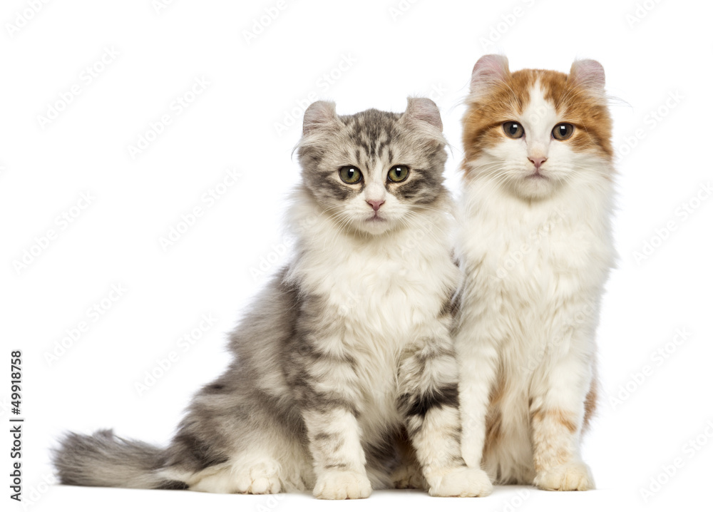 Two American Curl kittens, 3 months old, sitting