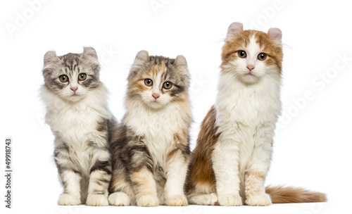 Fototapeta Naklejka Na Ścianę i Meble -  Three American Curl kittens, 3 months old, sitting