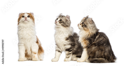 Three American Curl kittens, 3 months old, sitting