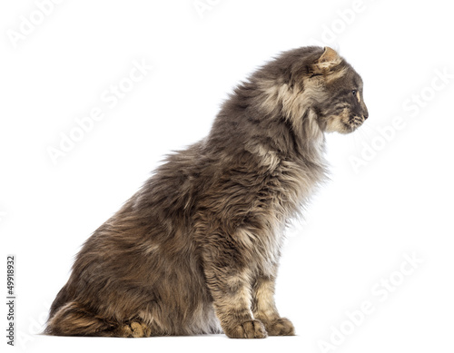 Side view of an American Curl sitting and looking away
