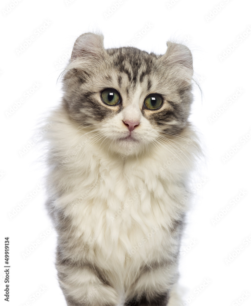 American Curl kitten, 3 months old, looking at the camera