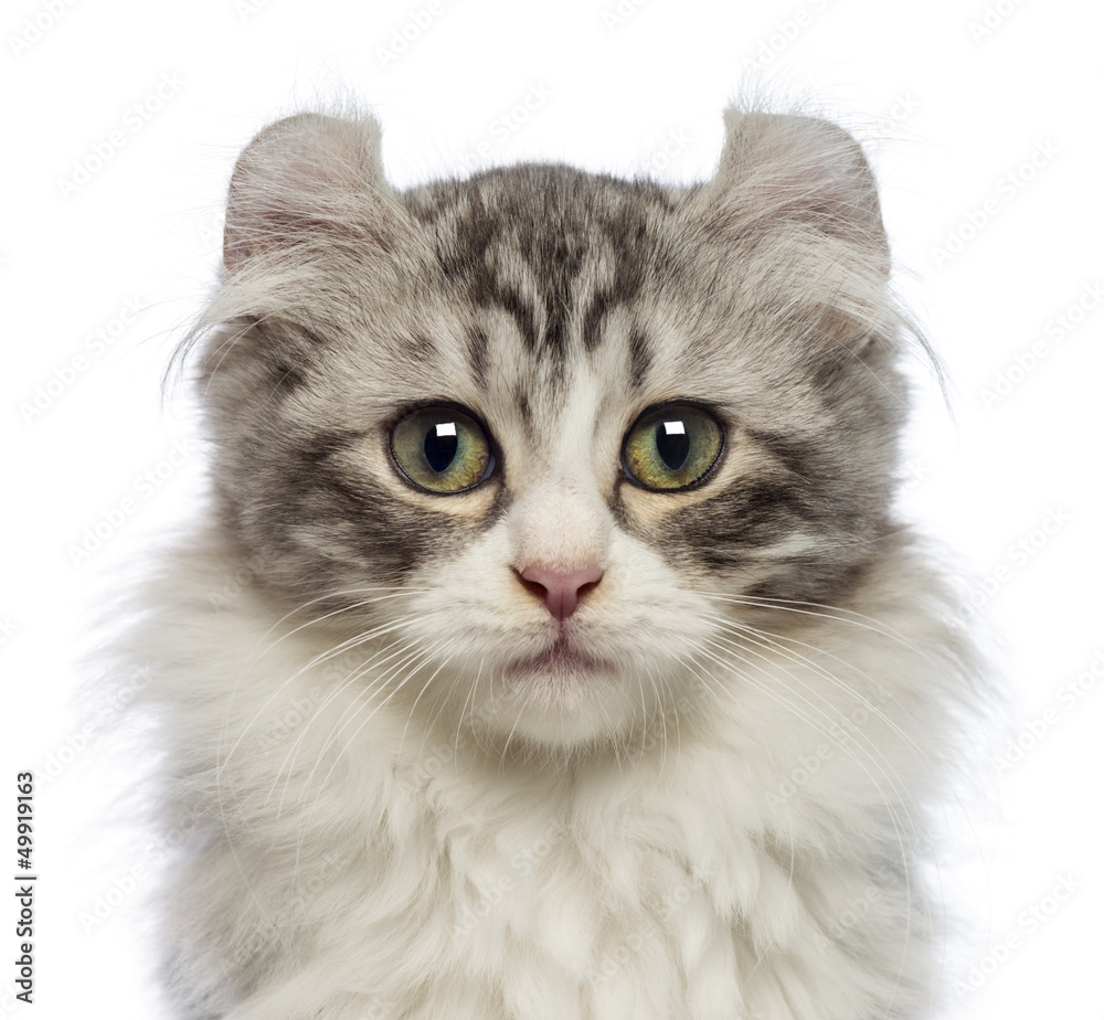 Fototapeta premium American Curl kitten, 3 months old, looking at the camera