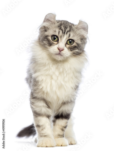 American Curl kitten, 3 months old, looking at the camera