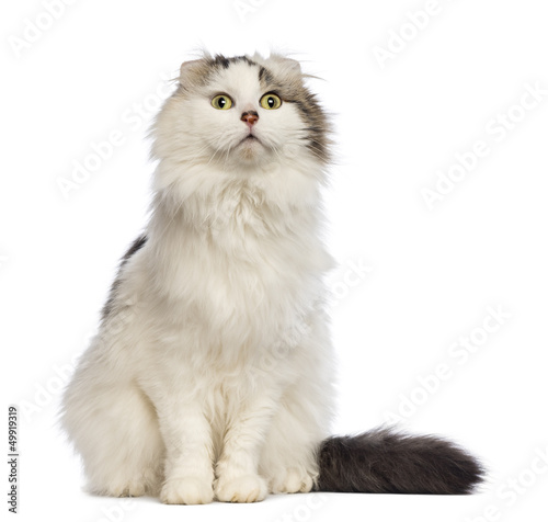 Fototapeta Naklejka Na Ścianę i Meble -  American Curl sitting and looking up