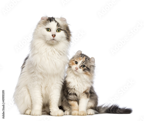 Fototapeta Naklejka Na Ścianę i Meble -  American Curl kitten, 3 months old, sitting with its mum
