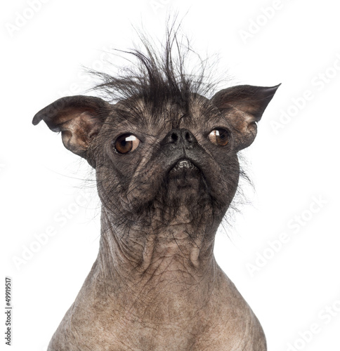 Fototapeta Naklejka Na Ścianę i Meble -  Close-up of a Hairless Mixed-breed dog