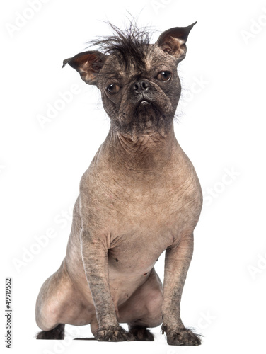 Fototapeta Naklejka Na Ścianę i Meble -  Hairless Mixed-breed dog