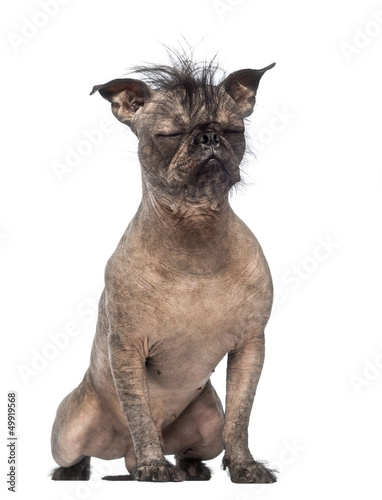 Fototapeta Naklejka Na Ścianę i Meble -  Hairless Mixed-breed dog