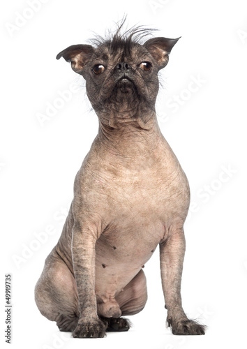 Fototapeta Naklejka Na Ścianę i Meble -  Hairless Mixed-breed dog