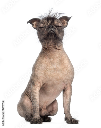 Hairless Mixed-breed dog, with eyes closed and sitting