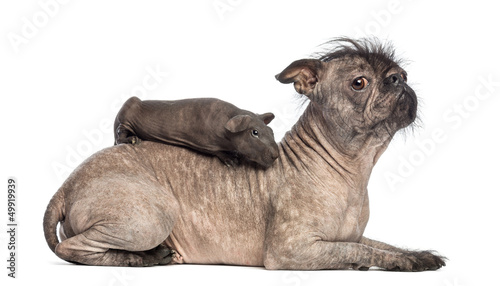 Fototapeta Naklejka Na Ścianę i Meble -  Hairless guinea pig lying on a Hairless Mixed-breed dog