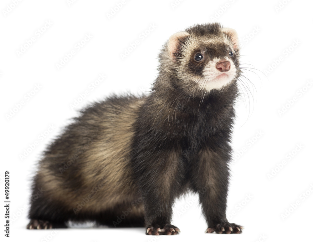 Ferret, 9 months old, looking away in front of white background Ferret, 9 months old, looking away in front of white background