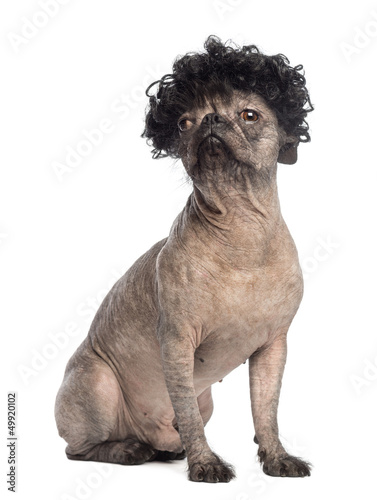 Fototapeta Naklejka Na Ścianę i Meble -  Hairless Mixed-breed dog