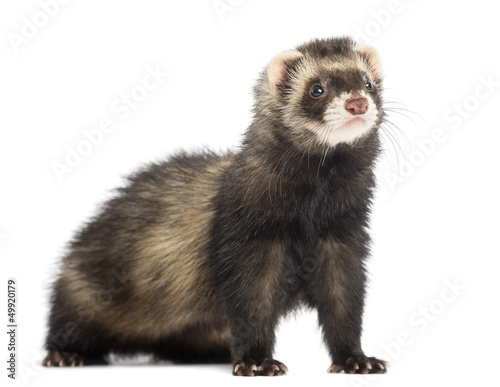 Ferret, 9 months old, looking away in front of white background
