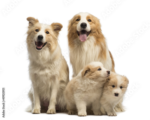 Fototapeta Naklejka Na Ścianę i Meble -  Border collie family, father, mother and puppies, sitting