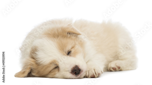 Border Collie puppy, 6 weeks old, lying and sleeping