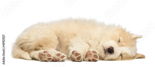 Border Collie puppy, 6 weeks old, lying and sleeping © Eric Isselée