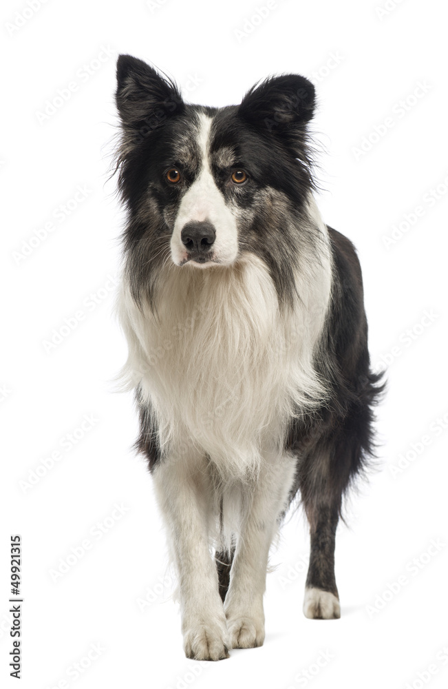 Border Collie, 8.5 years old, in front of white background